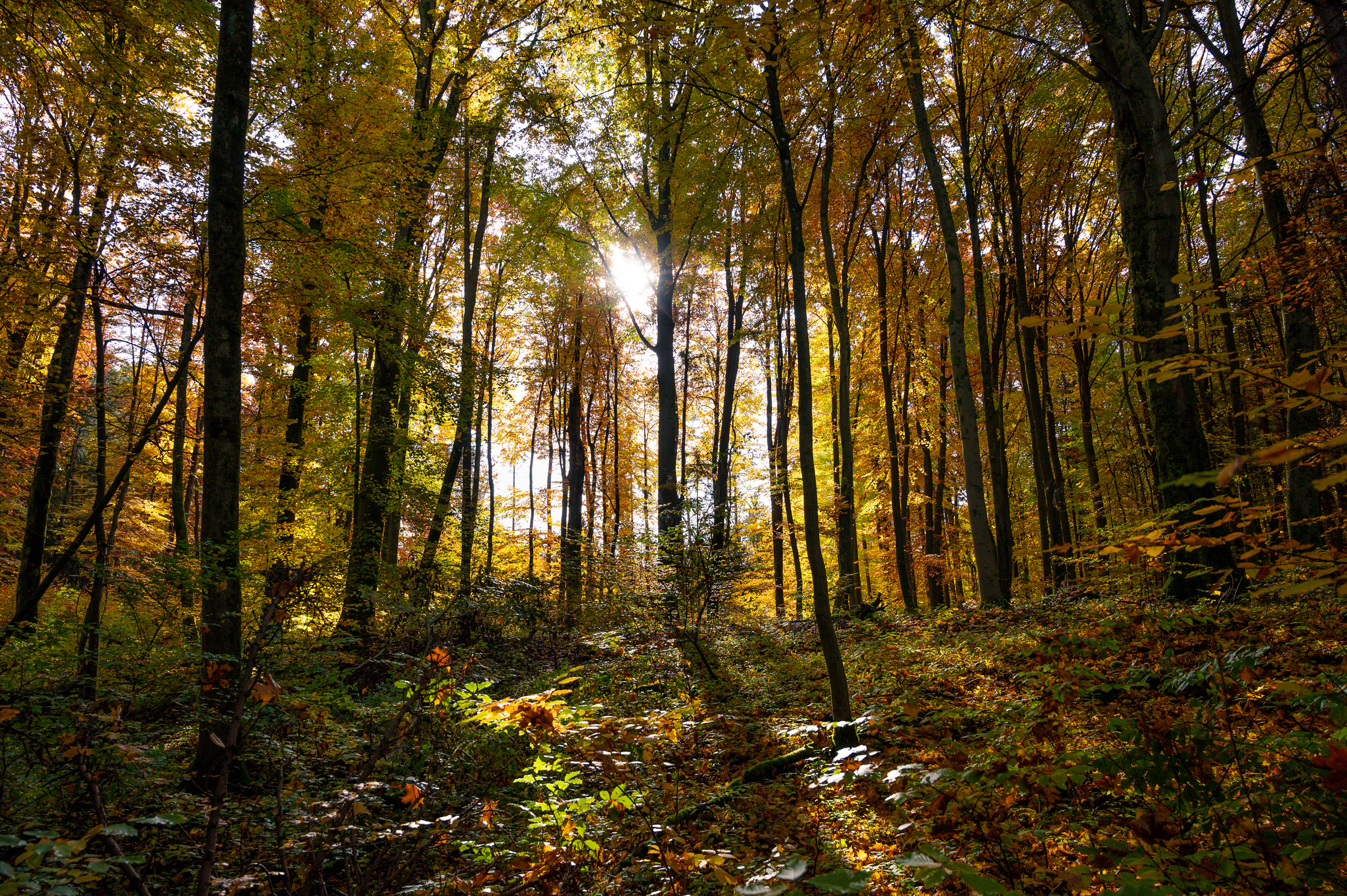 Herbstwanderung 0317