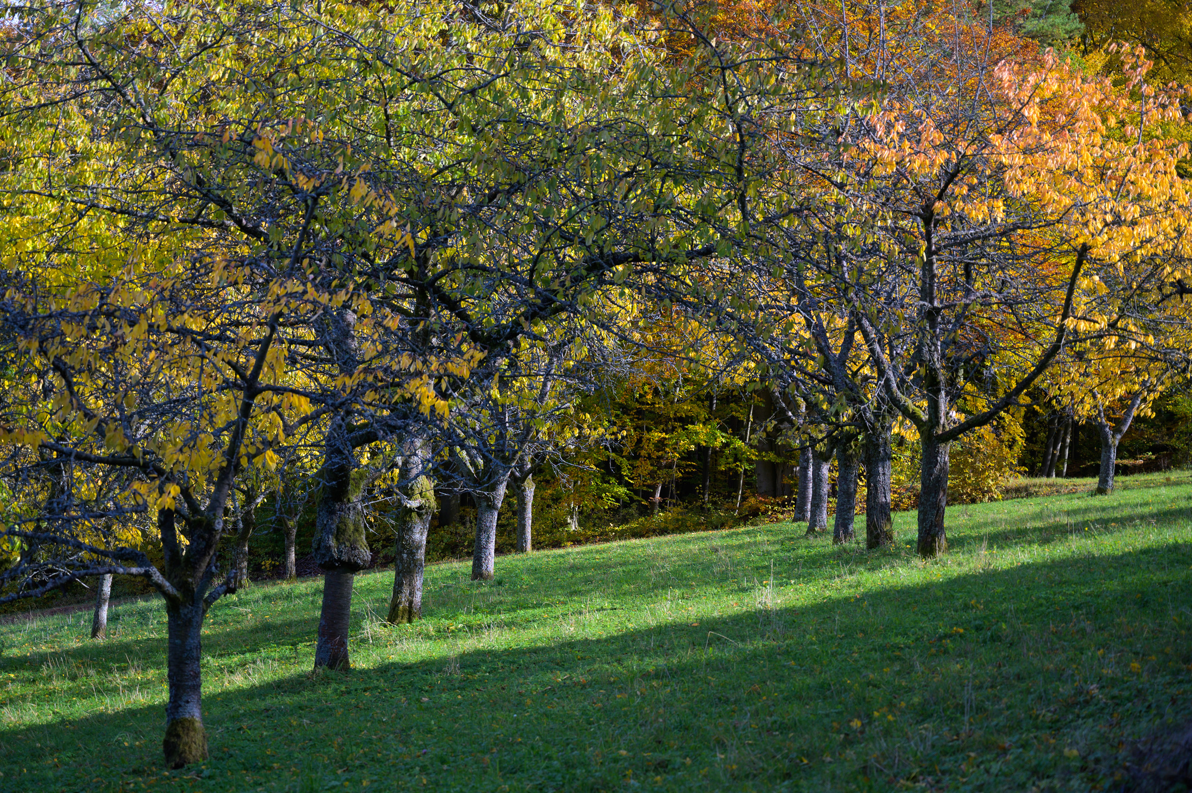 Herbstwanderung 0323