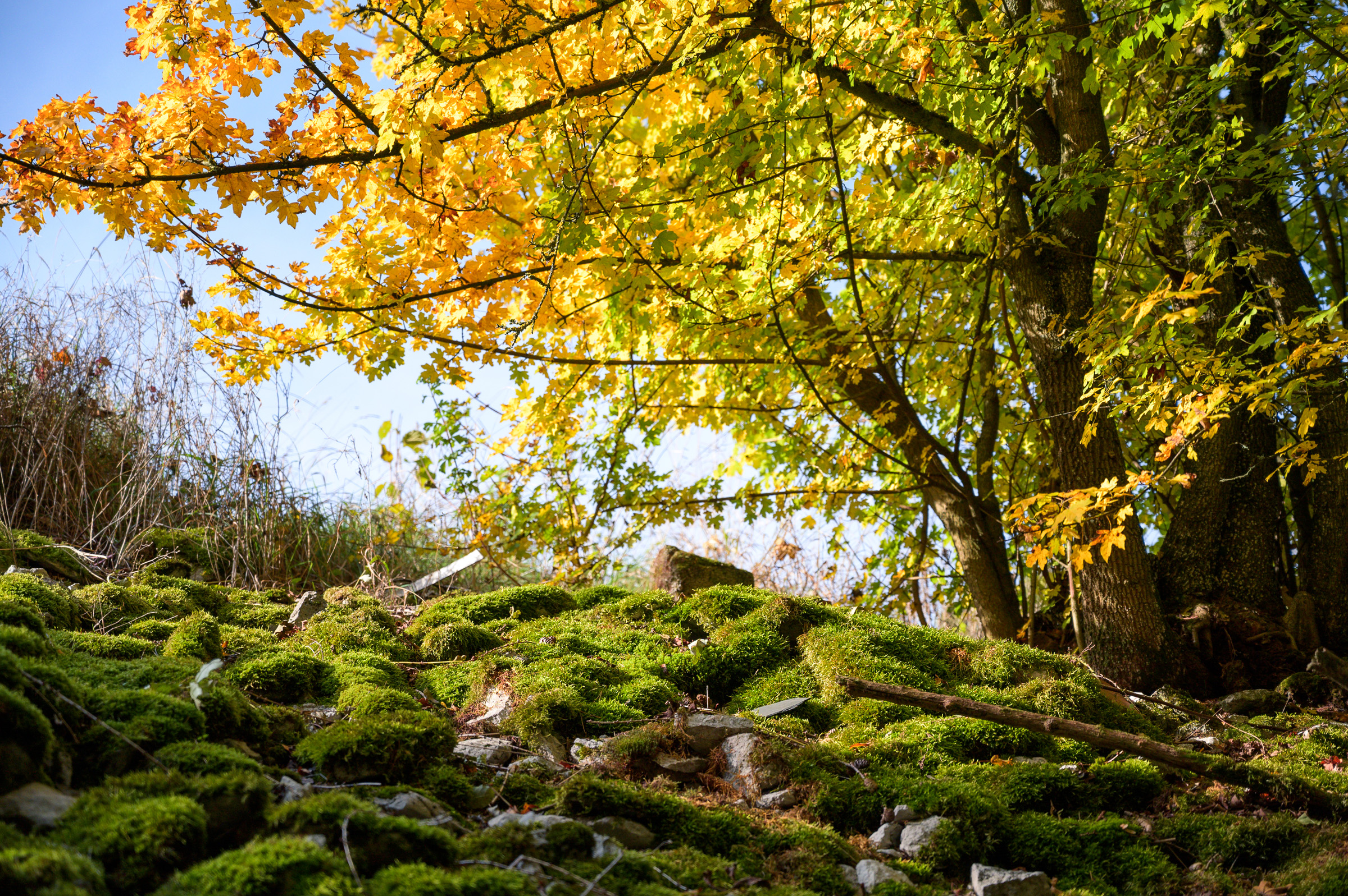Herbstwanderung 0327