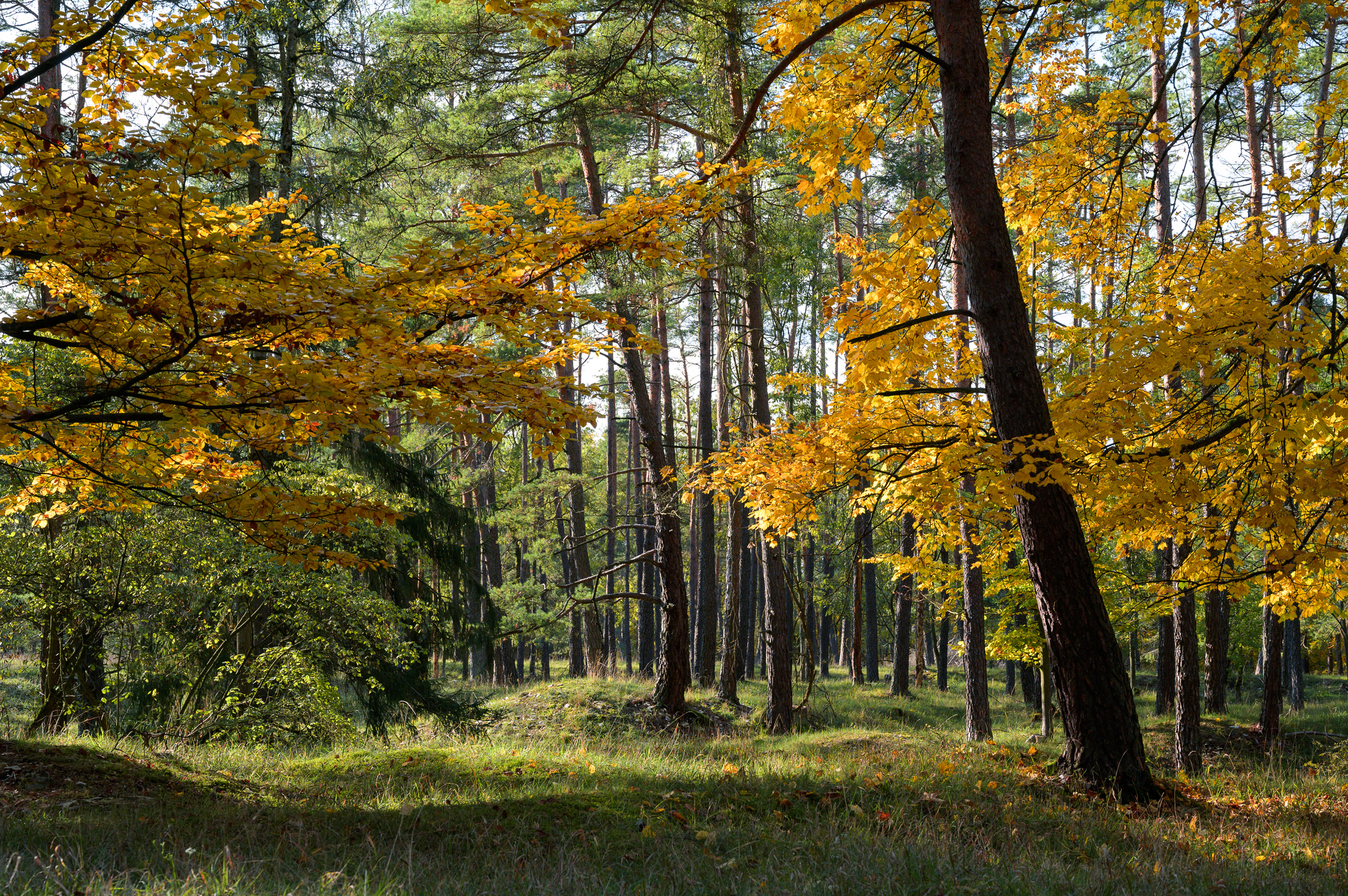 Herbstwanderung 0331