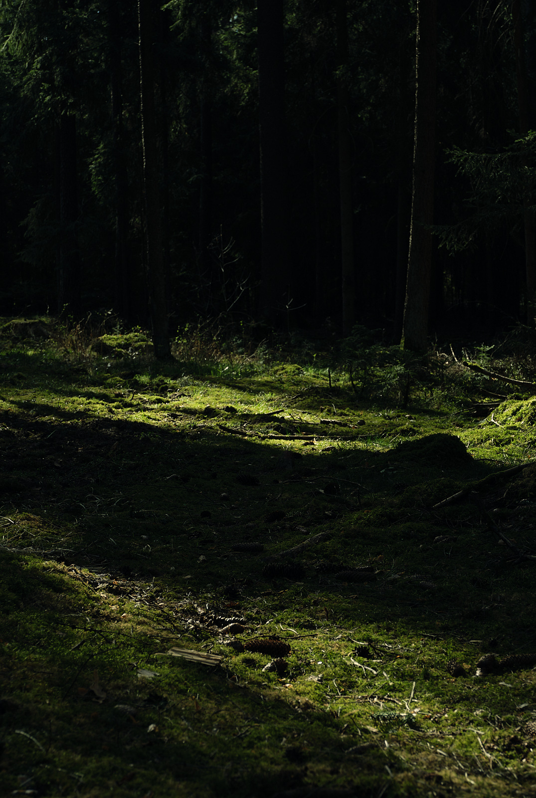 Wald Schatten
