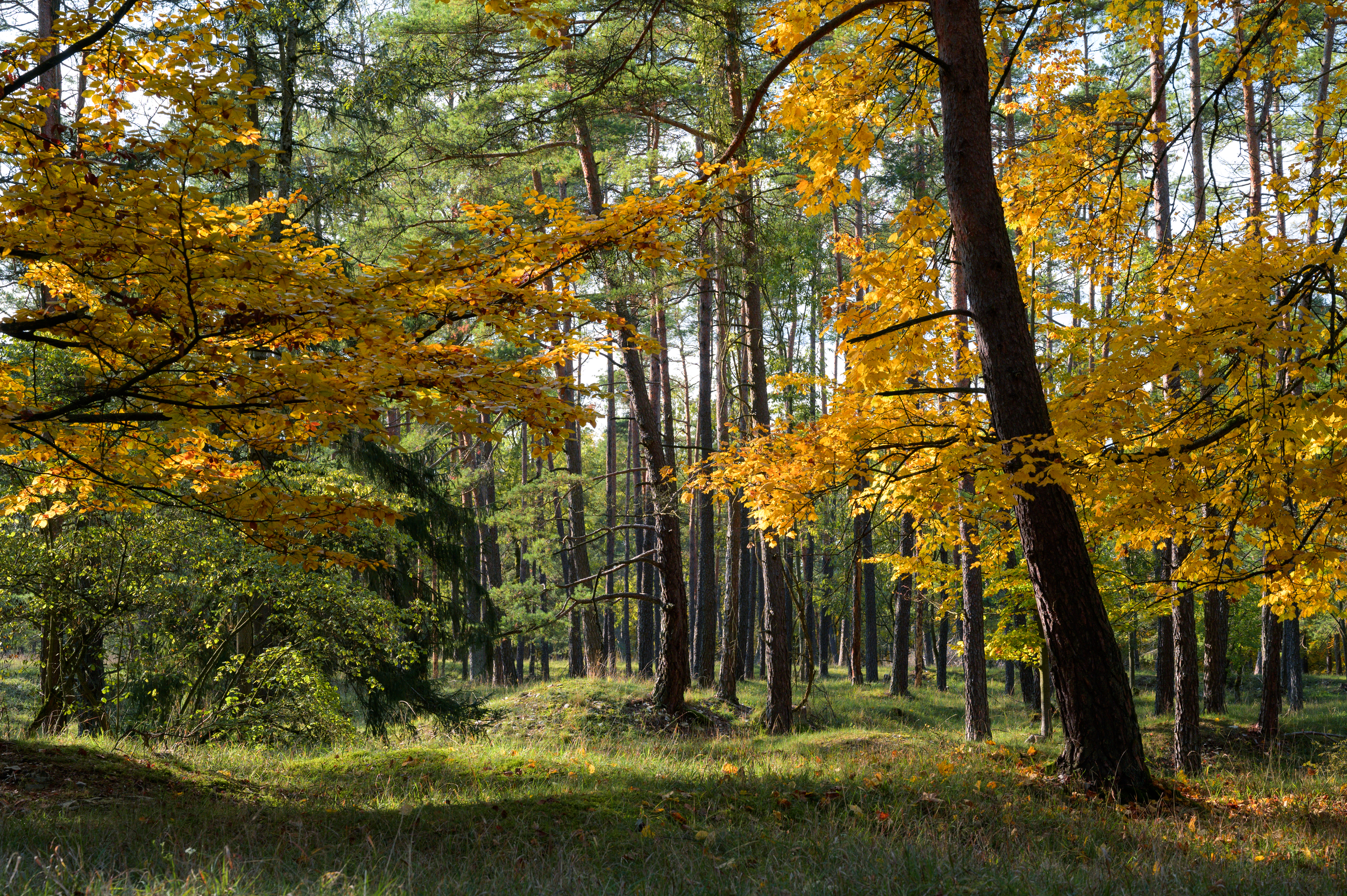 Herbstwanderung 0331